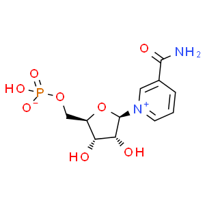 β-煙酰胺單核苷酸;NMN
